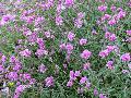 Gomphrena, Globe Amaranth / Gomphrena 